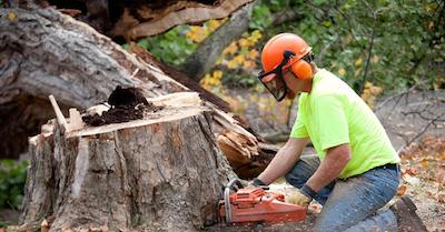 stump removal in Garland