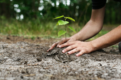 tree planting in Garland, TX