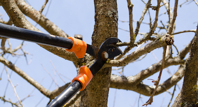 Garland tree pruning