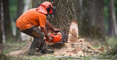 tree removal in Garland