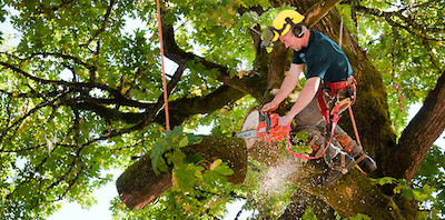 tree trimming in Garland